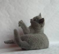 Британская кошка.