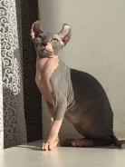 ����. ����