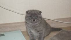 Шотландская вислоухая кошка.