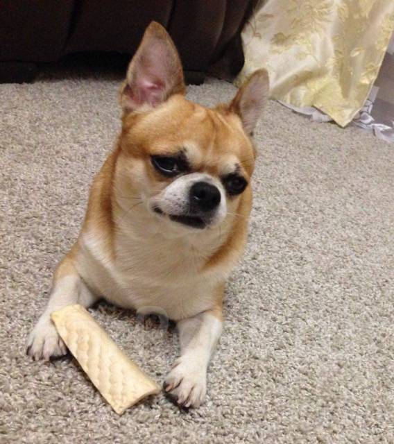 Кобель чихуахуа для вязки во Владивостоке