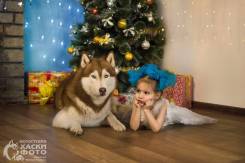 Фотосессии с хаски, индивидуальные.