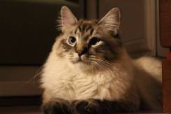 Невская маскарадная кошка.