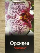 Орхидея.