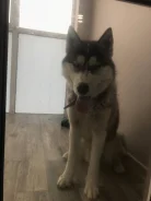 �����. ����
