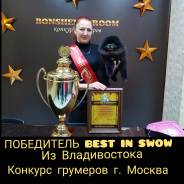 Стрижка Шпицев ! Зоосалон Стиляги! Победитель конкурса грумеров!