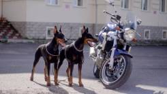 Suzuki SV 1000. 1 000 куб. см., исправен, птс, с пробегом