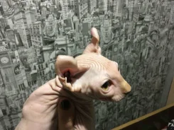 ����.