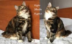 Курильский бобтейл.