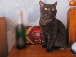 Шотландская прямоухая кошка.