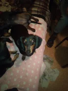 �����. ����