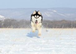 Хаски.
