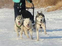 Хаски.