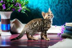 Бенгальская кошка. Под заказ