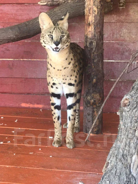 ������. ����