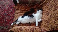 Кошки.