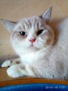 Британская кошка.