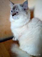 Британская кошка.