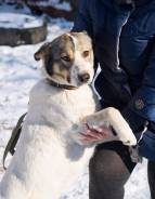 Собаки.