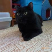 Кошки.