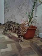 Бенгальская кошка.