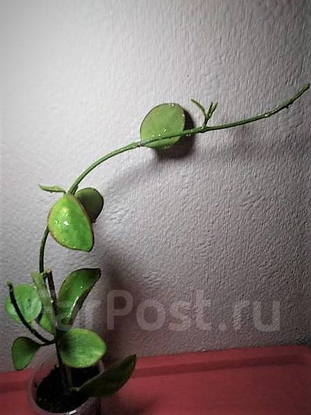 Цветочная лавка : Hoya biakensis
