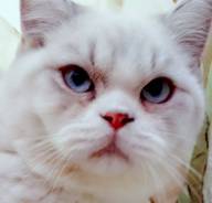 Британская кошка.