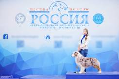 Услуги хендлера