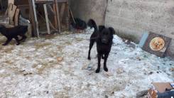 Собаки.