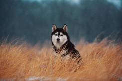 Фотограф животных их хозяев и детей.