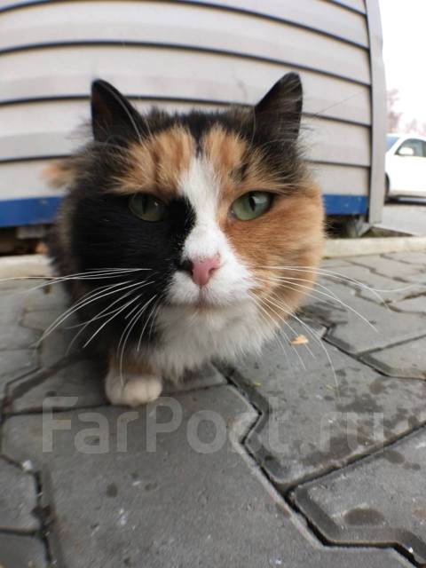 Кошка Дворняжка Фото