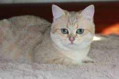 Британская кошка.