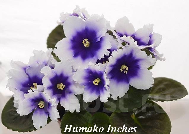 Humako Inches Фиалка Фото