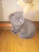 Шотландская кошка.