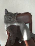 Британская кошка.