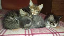 Отдам котят
