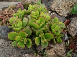Суккулент: котиледон элизы Cotyledon elisae