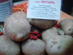 Картофель.