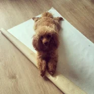 ������. ����