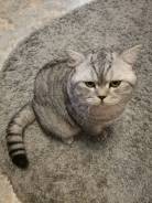 Шотландская прямоухая короткошерстная кошка.