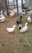 ����. ����