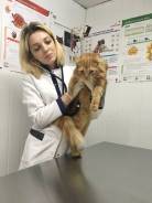 Врач ветеринарный. Высшее образование по специальности, опыт работы 3 года
