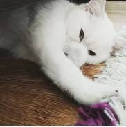 Британская кошка.