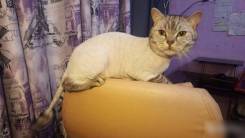 Стрижка кошек