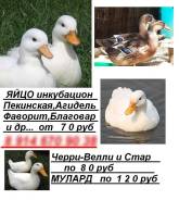 Утки. Под заказ