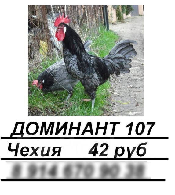 доминант крапчатый д 959 описание. доминант с цветным яйцом описание. доминант дс 109, гс 459. яйца доминант гс 300. доминант с цветным яйцом описание.