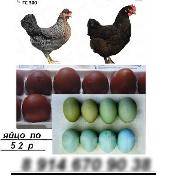 Порода кур с голубыми яйцами фото и описанием