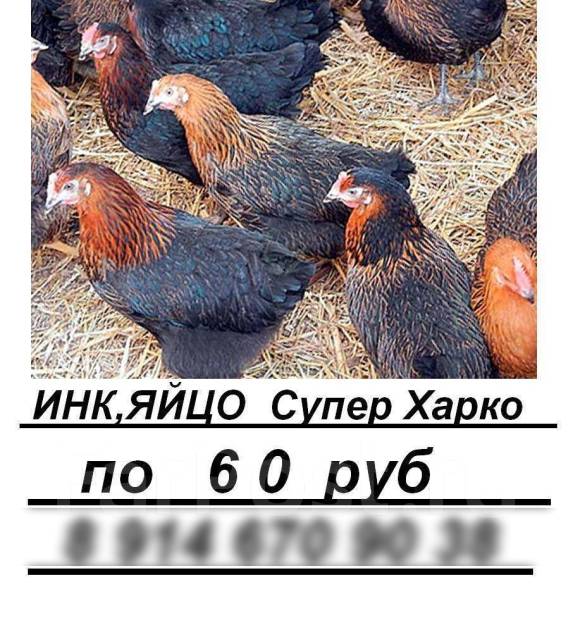 Куры супер харко описание породы фото отзывы Куры Супер Харко. Инкубационное яйцо, под заказ. Цена: 60 ₽ в Арсеньеве