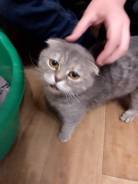 Шотландская вислоухая кошка.