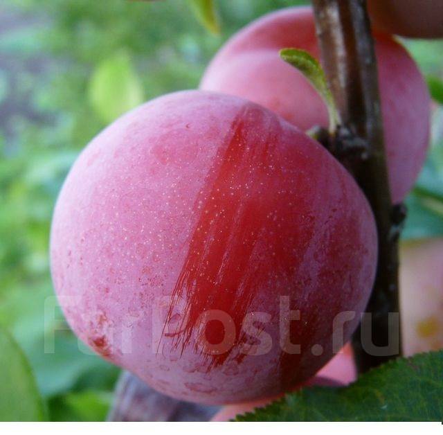 Слива краса орловщины. Слива волжанка. Слива волжская красавица. Слива китайская аленушка. Слива гордость урала.