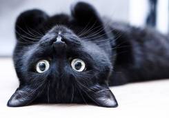 Кошки.